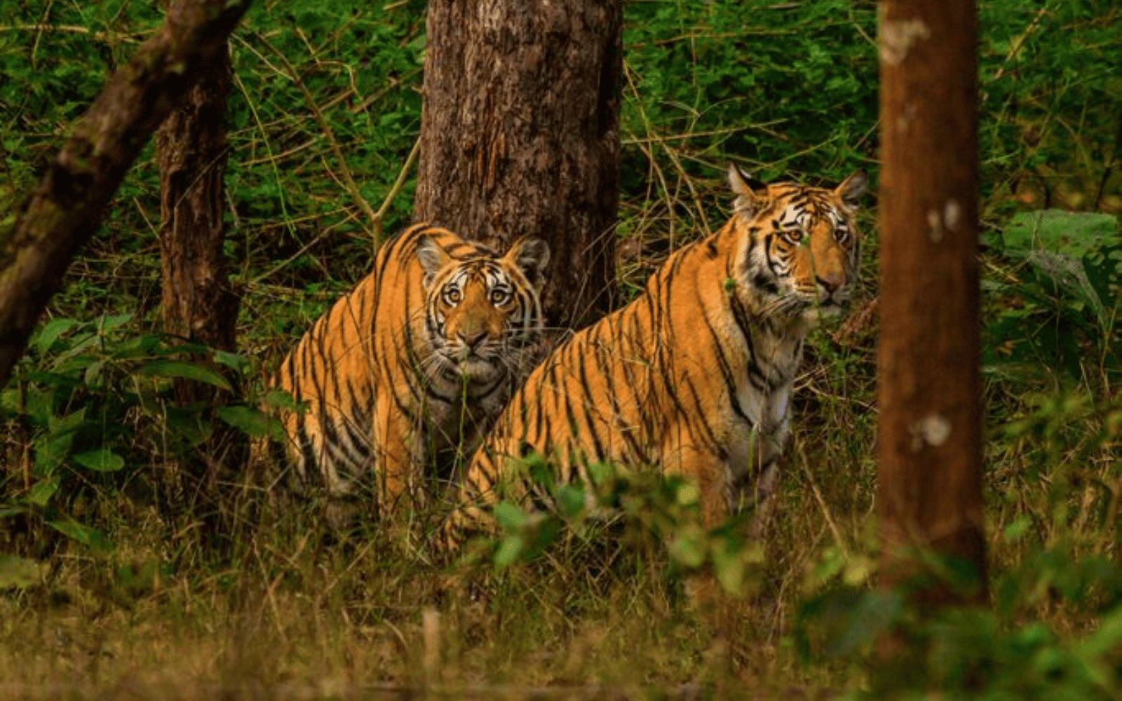 Srisailam Jungle Safari